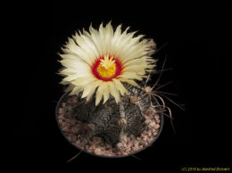 Astrophytum cv. 3327